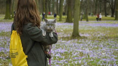 Katze in Pillnitz